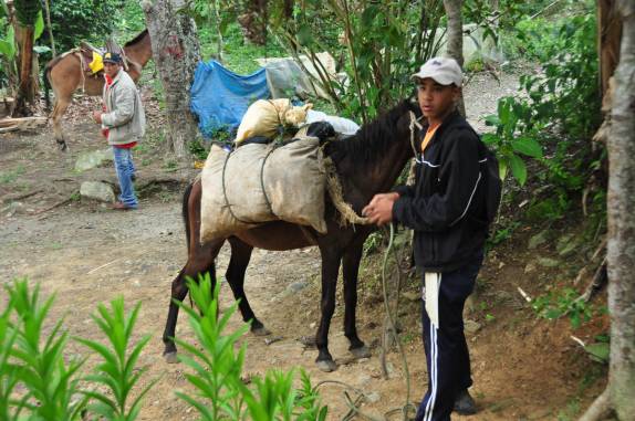 Arrumando as mulas para a subida do Pico Duarte, na  República Dominicana